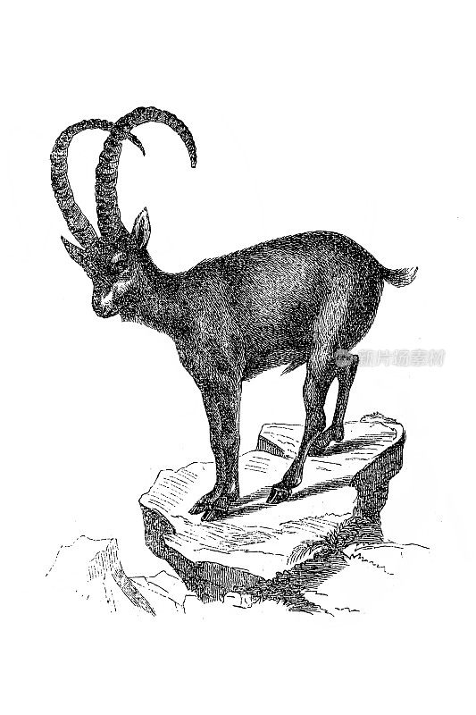 野山羊-高山ibex (ibex山羊)